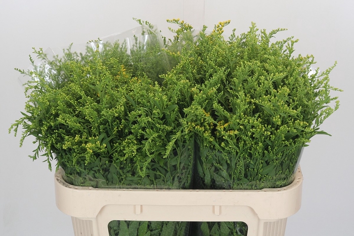<h4>Solidago Golden Glory</h4>