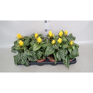 Aphelandra squar. 'Dania'