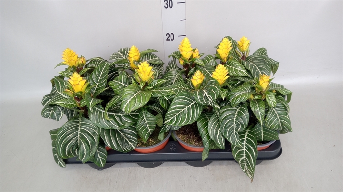 <h4>Aphelandra squar. 'Dania'</h4>