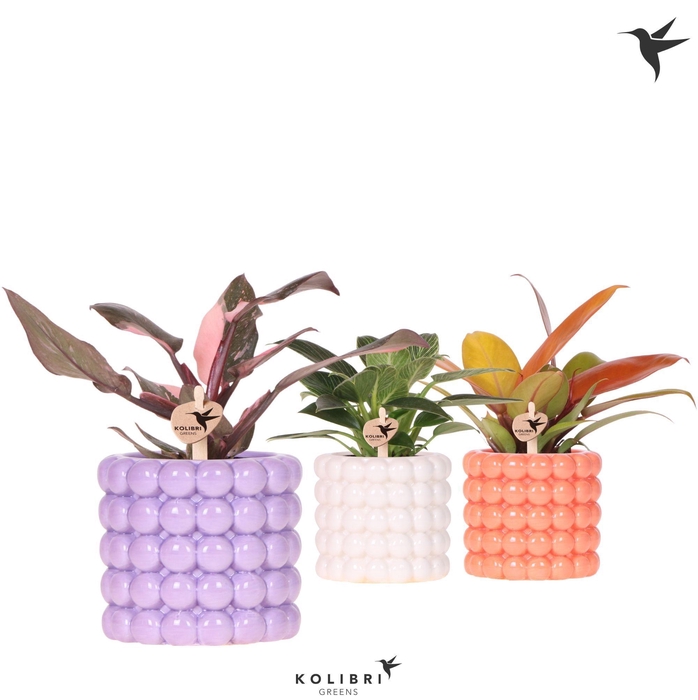 <h4>Kolibri Greens Philodendron mix in Poppy pot mix</h4>