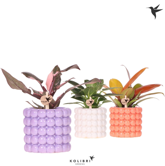 <h4>Kolibri Greens Philodendron mix in Poppy pot mix</h4>