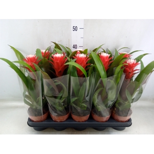 Guzmania  'Hope'