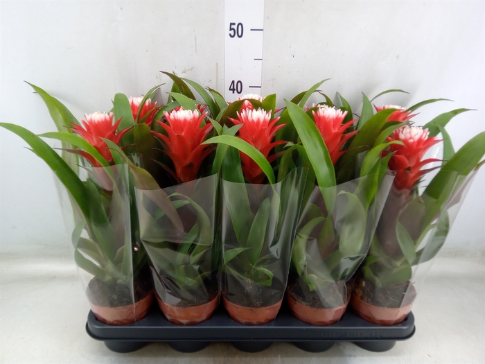 <h4>Guzmania  'Hope'</h4>