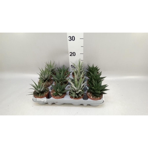 Haworthia   ...mix