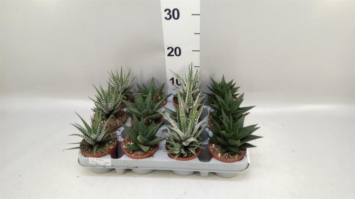 <h4>Haworthia   ...mix</h4>