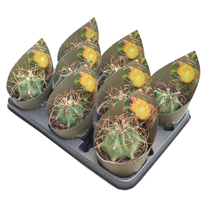 Ferocactus Histrix Potcover