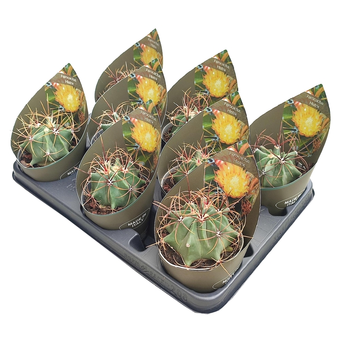 <h4>Ferocactus Histrix Potcover</h4>