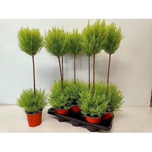 Cupressus Goldcrest diverse vormen 14Ø 75cm