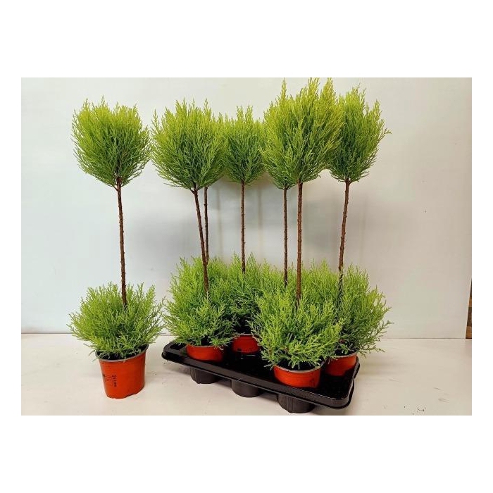 <h4>Cupressus Goldcrest diverse vormen 14Ø 75cm</h4>
