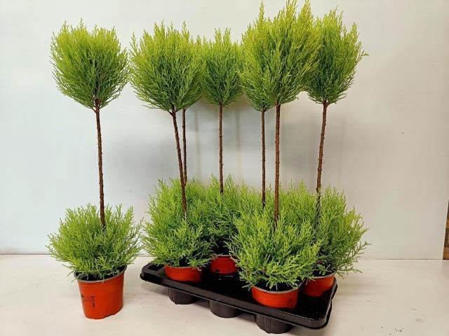Cupressus Goldcrest diverse vormen 14Ø 75cm