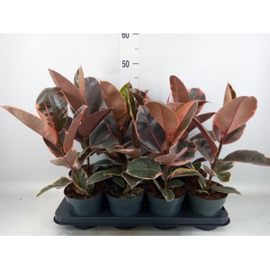 Ficus elastica 'Belize'