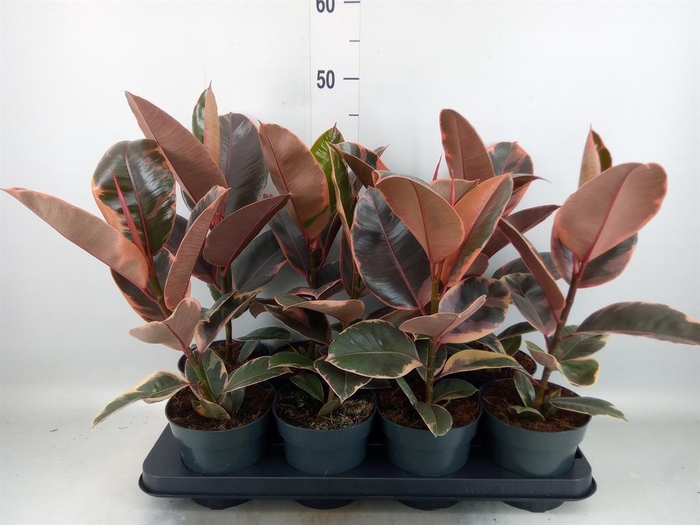 <h4>Ficus elastica 'Belize'</h4>