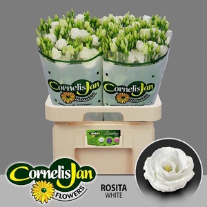 EUST G ROSITA WHITE