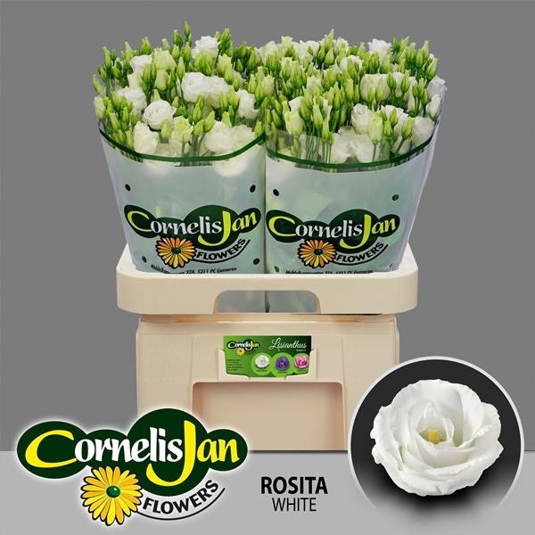 <h4>EUST G ROSITA WHITE</h4>