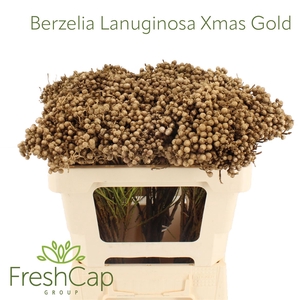 Berzelia Lanuginosa Xmas - Gold