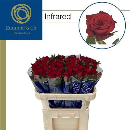 <h4>R Gr Infrared</h4>