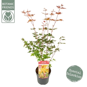 Acer palmatum Redwine