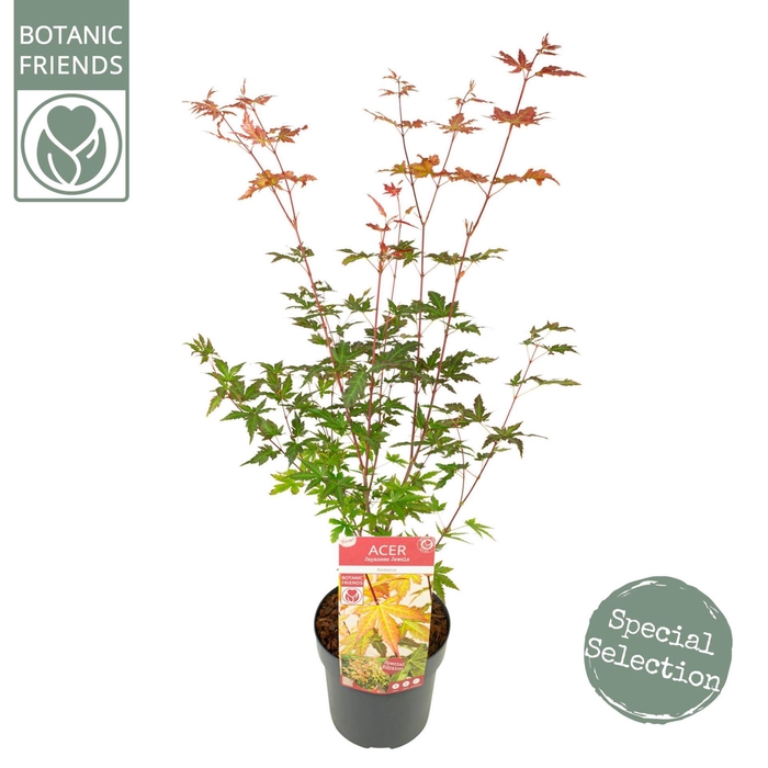 <h4>Acer palmatum Redwine</h4>