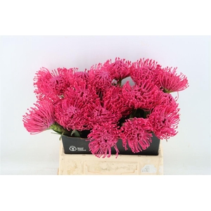 Leuco Wax Fuchsia