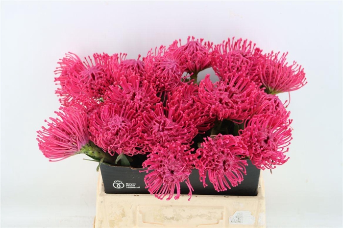 <h4>Leuco Wax Fuchsia</h4>