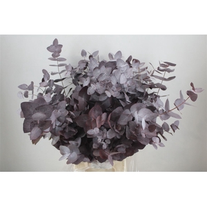 Euca Cinerea Red Abs P Bunch