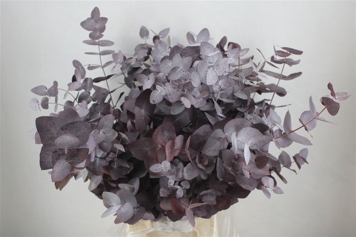 <h4>Euca Cinerea Red Abs P Bunch</h4>