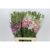 Antirrhinum Potomac Rainbow Mix