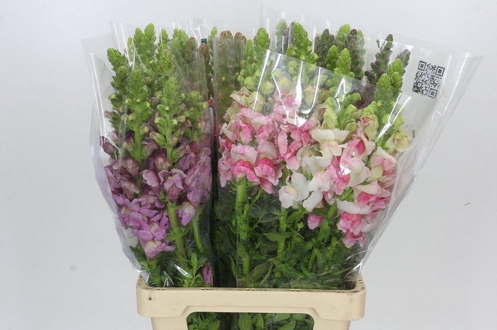 <h4>Antirrhinum Potomac Rainbow Mix</h4>