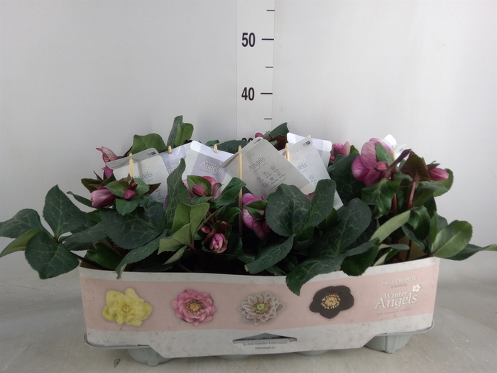 <h4>Helleborus  'Fkiss Charmer'</h4>