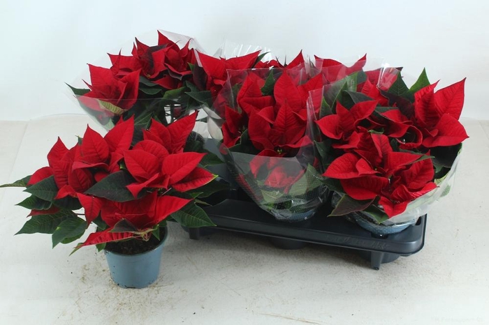 <h4>EUPHOR P SUPERBA</h4>