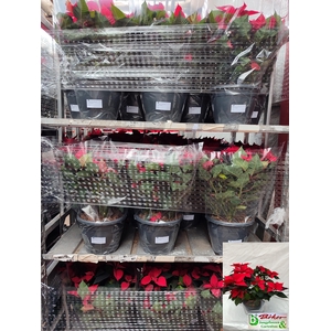 EUPHOR PULCHERRIM OV