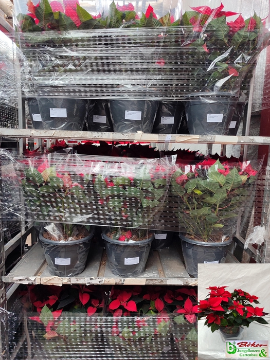 <h4>EUPHOR PULCHERRIM OV</h4>