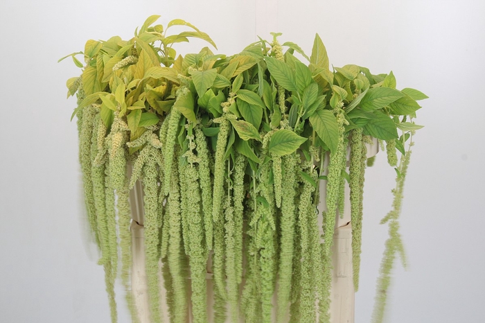 <h4>Amaranthus caudatus 'Viridis'</h4>
