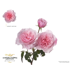R Tr Parfum Garden Sweet Antike