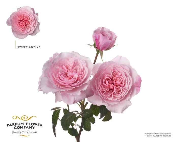 <h4>Rosa Spray Garden Sweet Antike</h4>