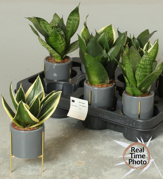 <h4>SANSEV TRIFASCIA  OV</h4>