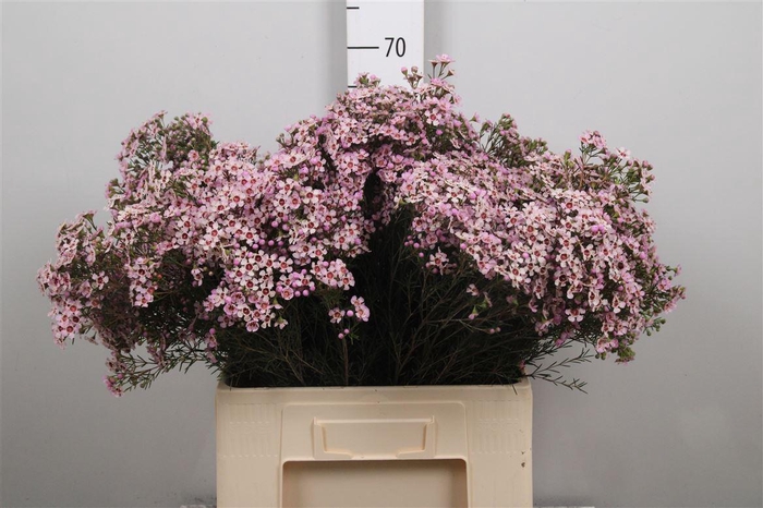 <h4>Chame Un Jupiter Sol</h4>