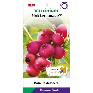 Vaccinium cor. 'Pink Lemonade' PBR