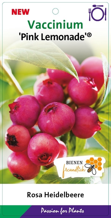 <h4>Vaccinium cor. 'Pink Lemonade' PBR</h4>