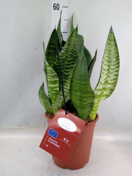 <h4>Sansevieria trifa. 'Black Coral'</h4>