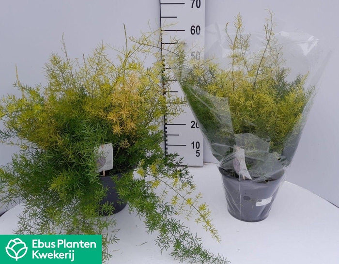 <h4>ASPAR D SPRENGERI</h4>