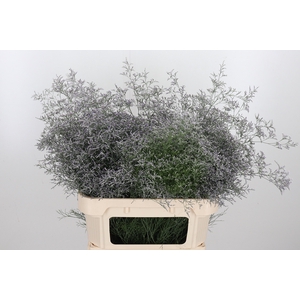 Limonium Beltlaard