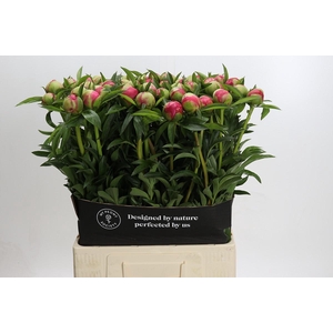 Paeonia Coral Charm