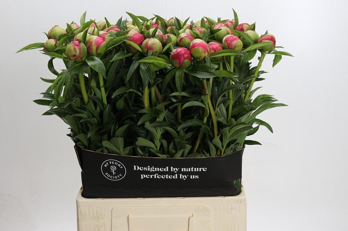 Paeonia Coral Charm