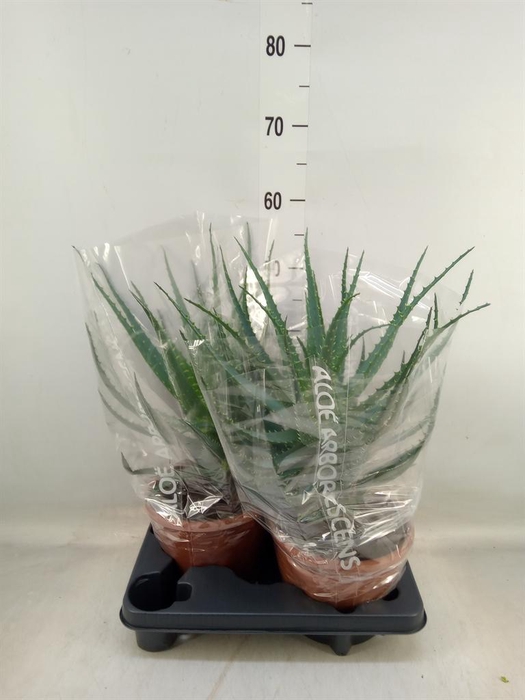<h4>Aloe arborescens</h4>
