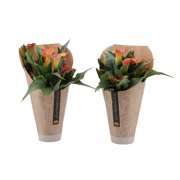 <h4>4+ Bloem Zantedeschia oranje in papieren hoes</h4>