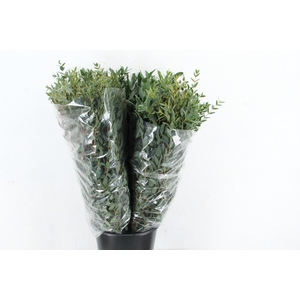 EUC PARVIFOLIA 300GR SPECIAL X5