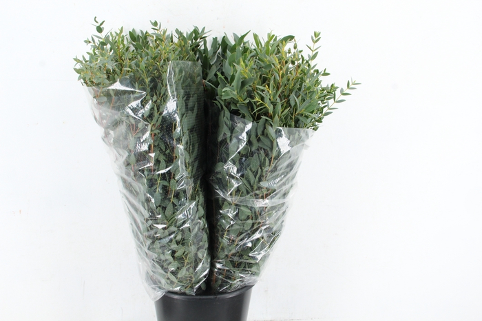 <h4>EUC PARVIFOLIA 300GR SPECIAL X5</h4>