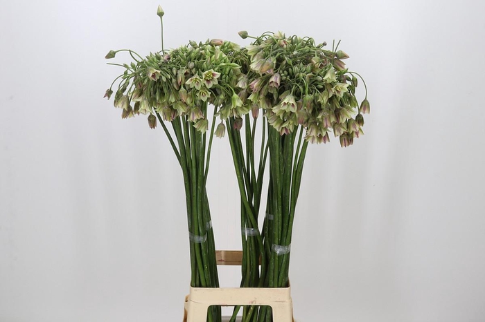 <h4>Allium Nectaroscordum Siculum</h4>