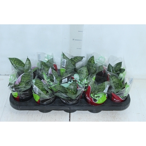 ANTHURIUM VARIADO P09